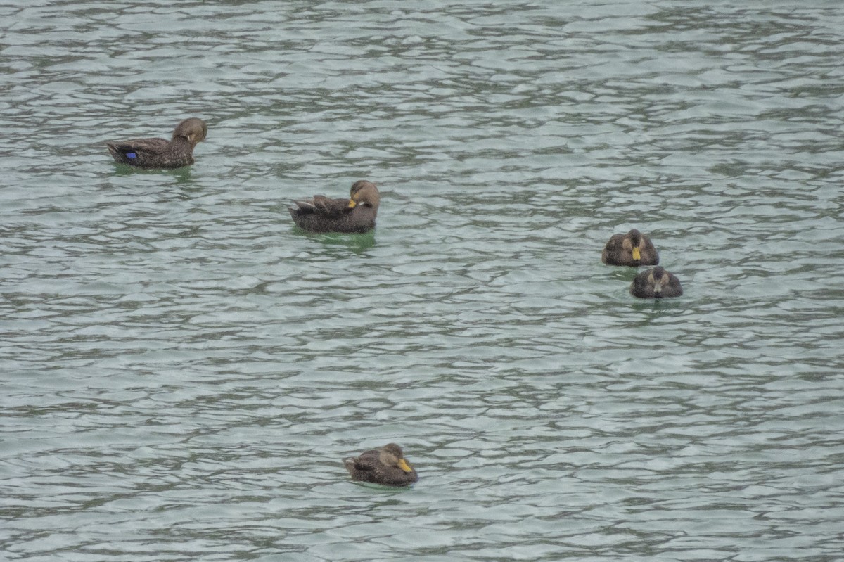 American Black Duck - ML613689393