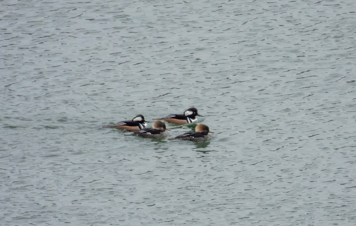 Hooded Merganser - ML613689404