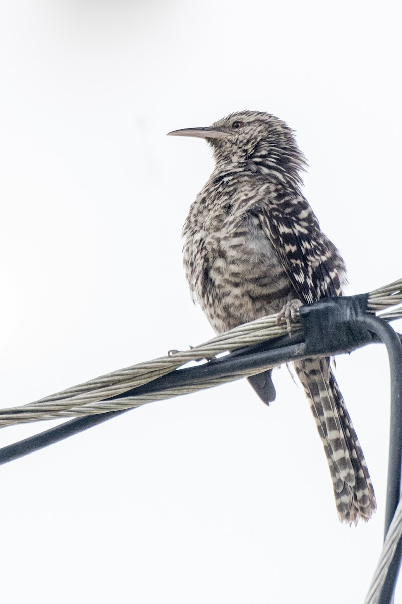 Fasciated Wren - Emily Turteltaub Nelson