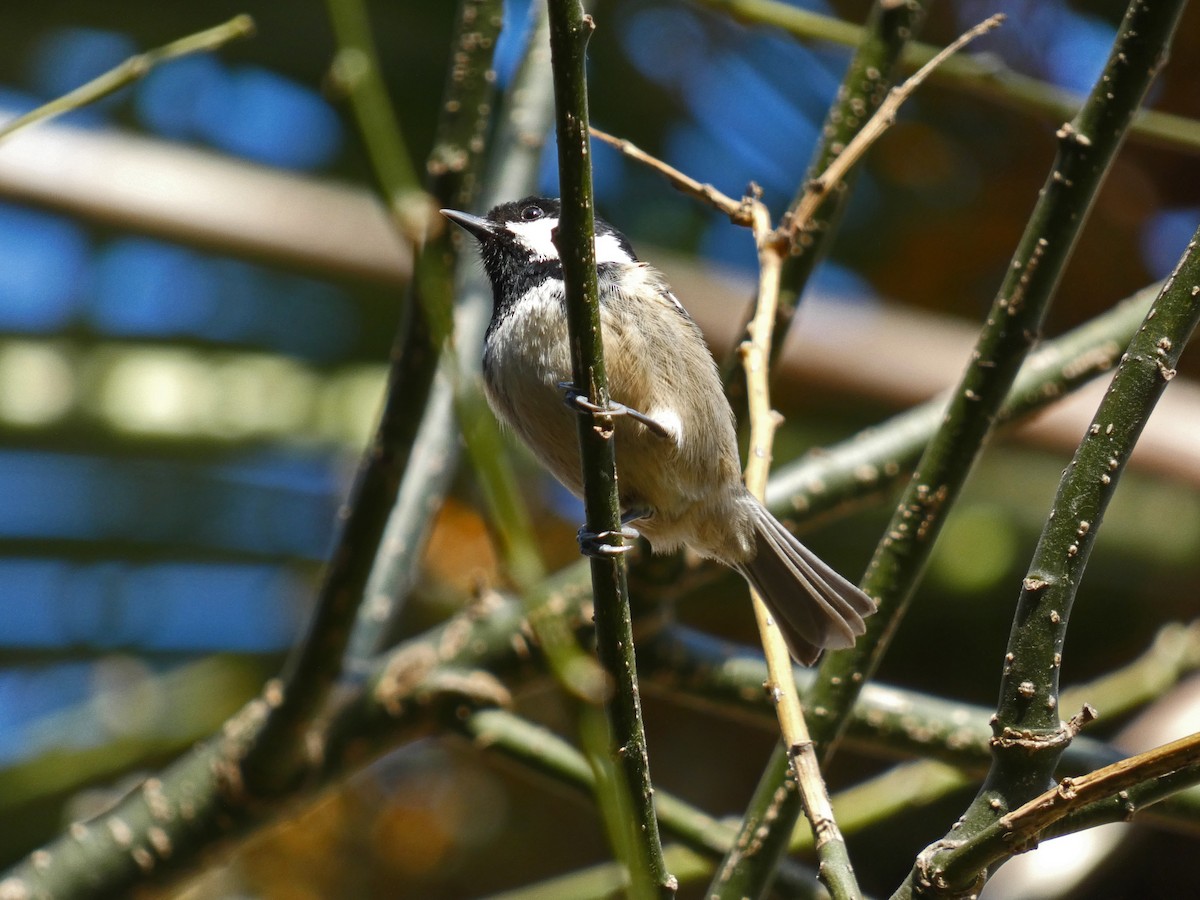 Coal Tit - ML613689556