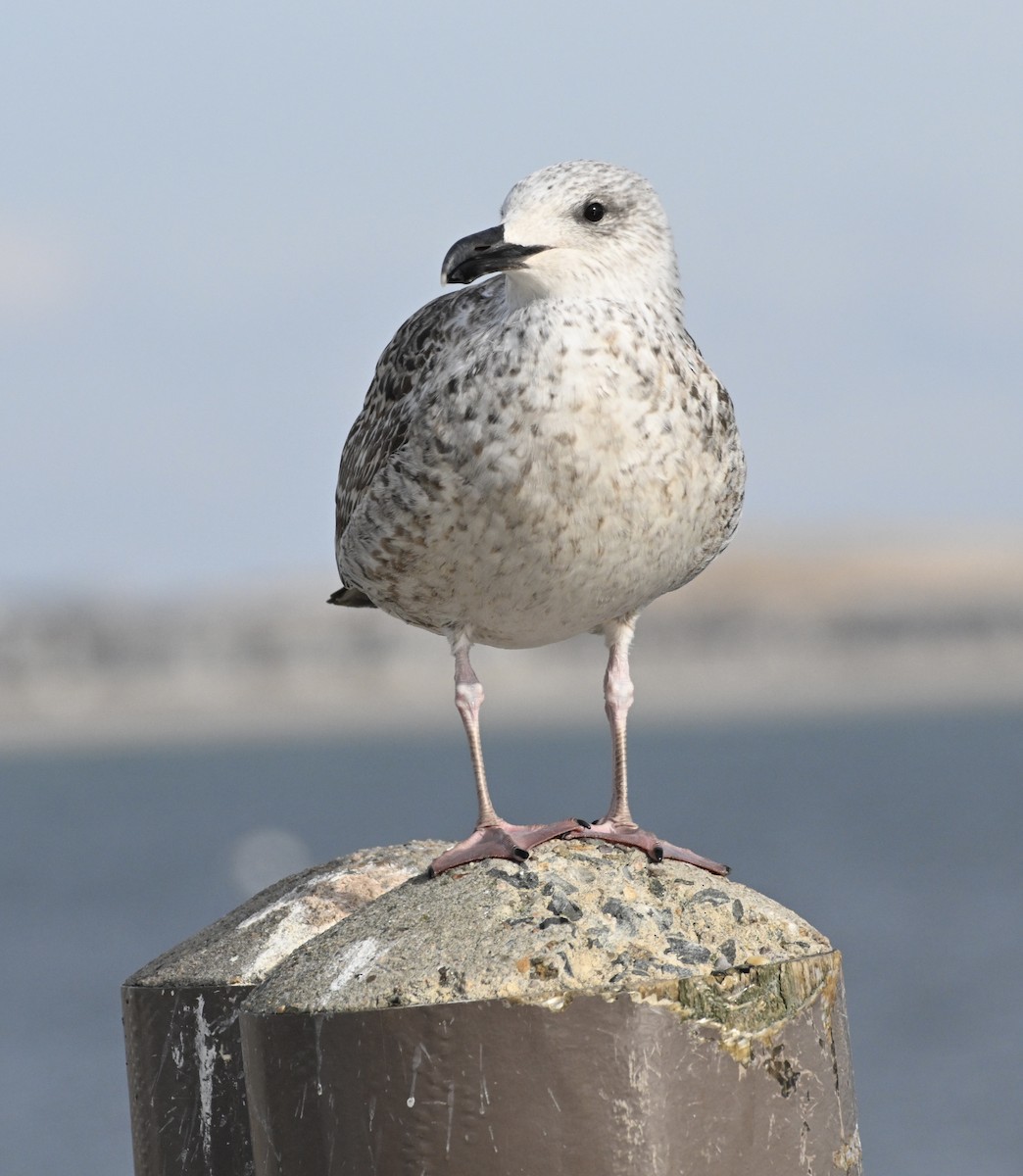 Great Black-backed Gull - ML613689645