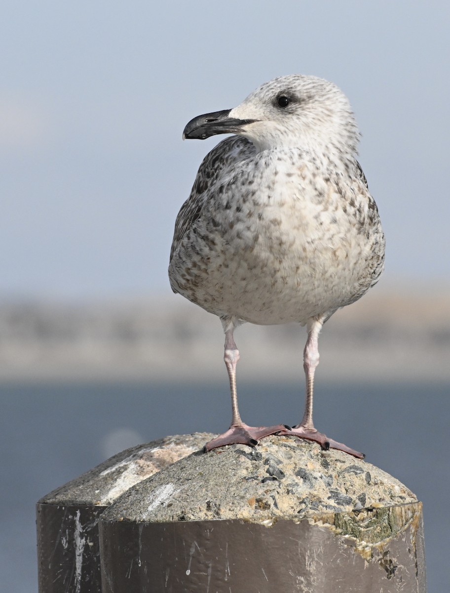 Great Black-backed Gull - ML613689646