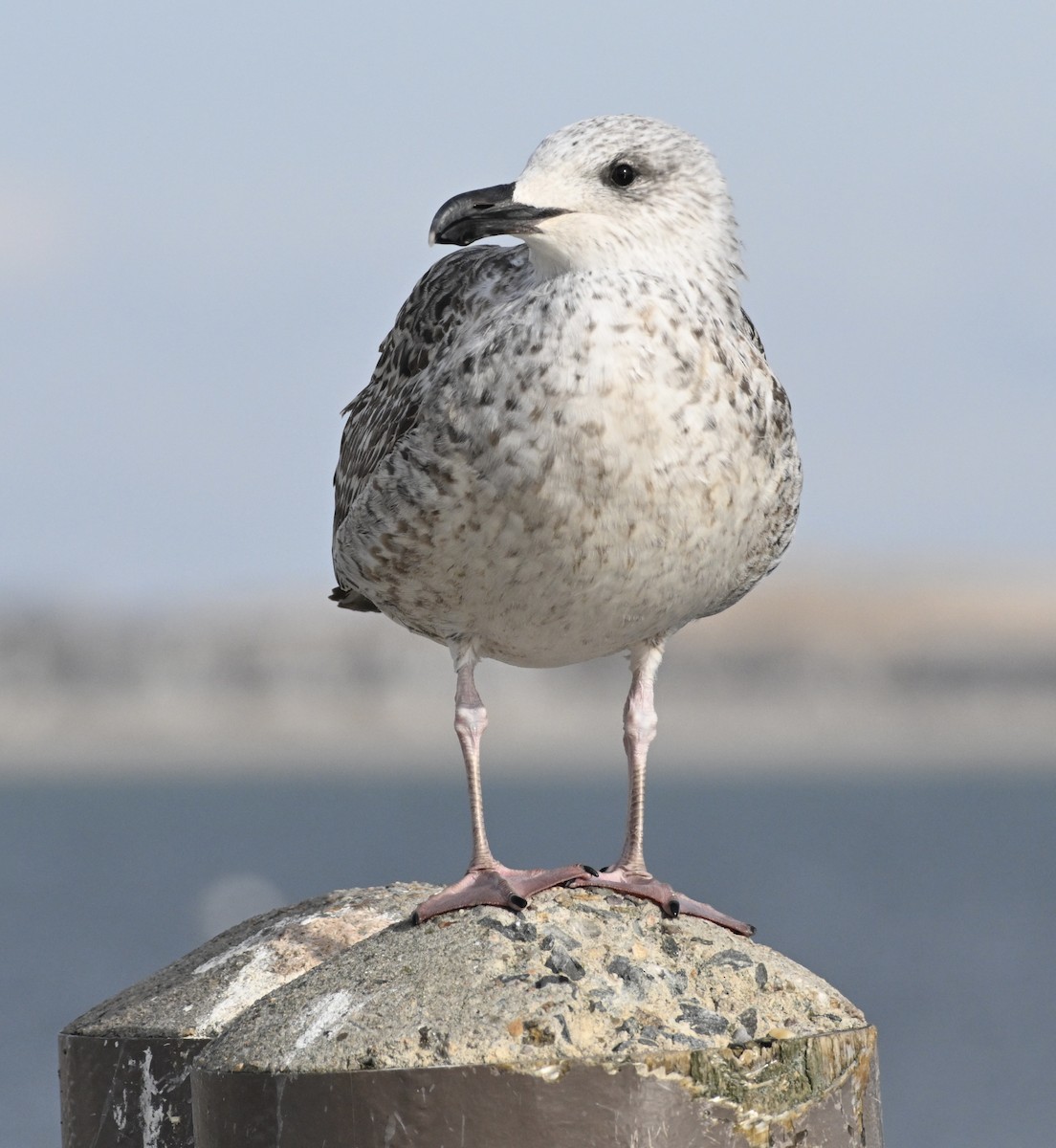 Great Black-backed Gull - ML613689647