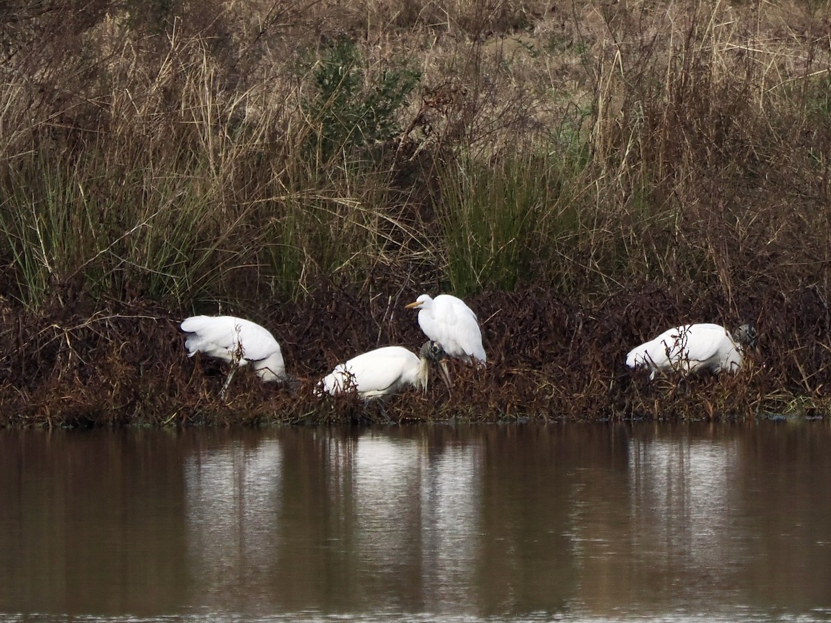 Wood Stork - ML613689656