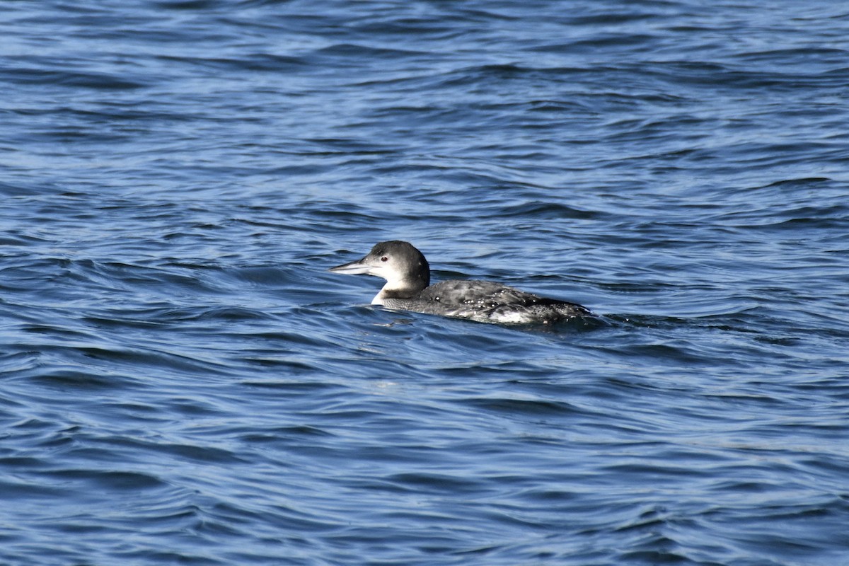 Common Loon - ML613689709