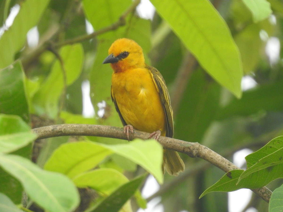 Orange Weaver - David Cristóbal Huertas