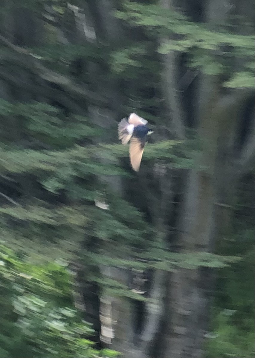 Chilean Swallow - ML613689769