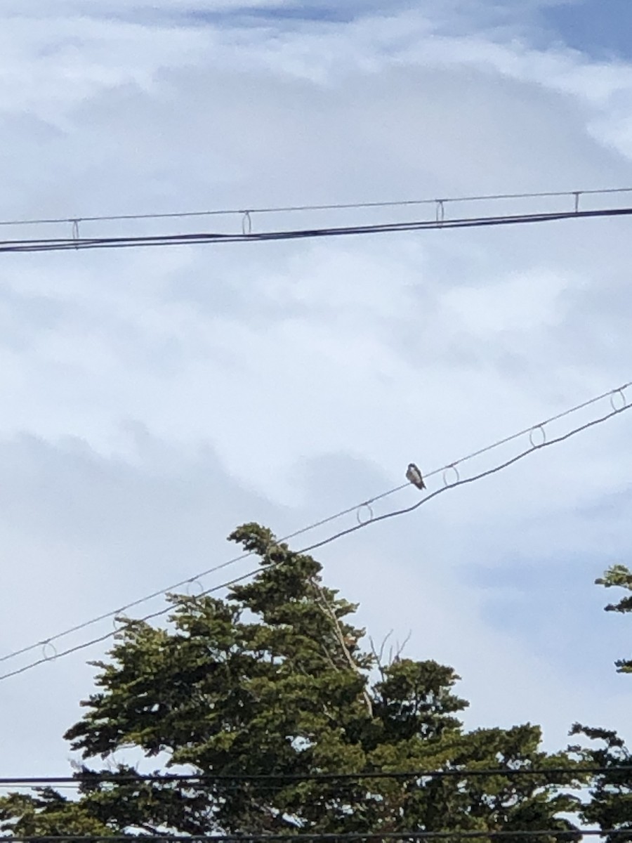 Chilean Swallow - ML613689790