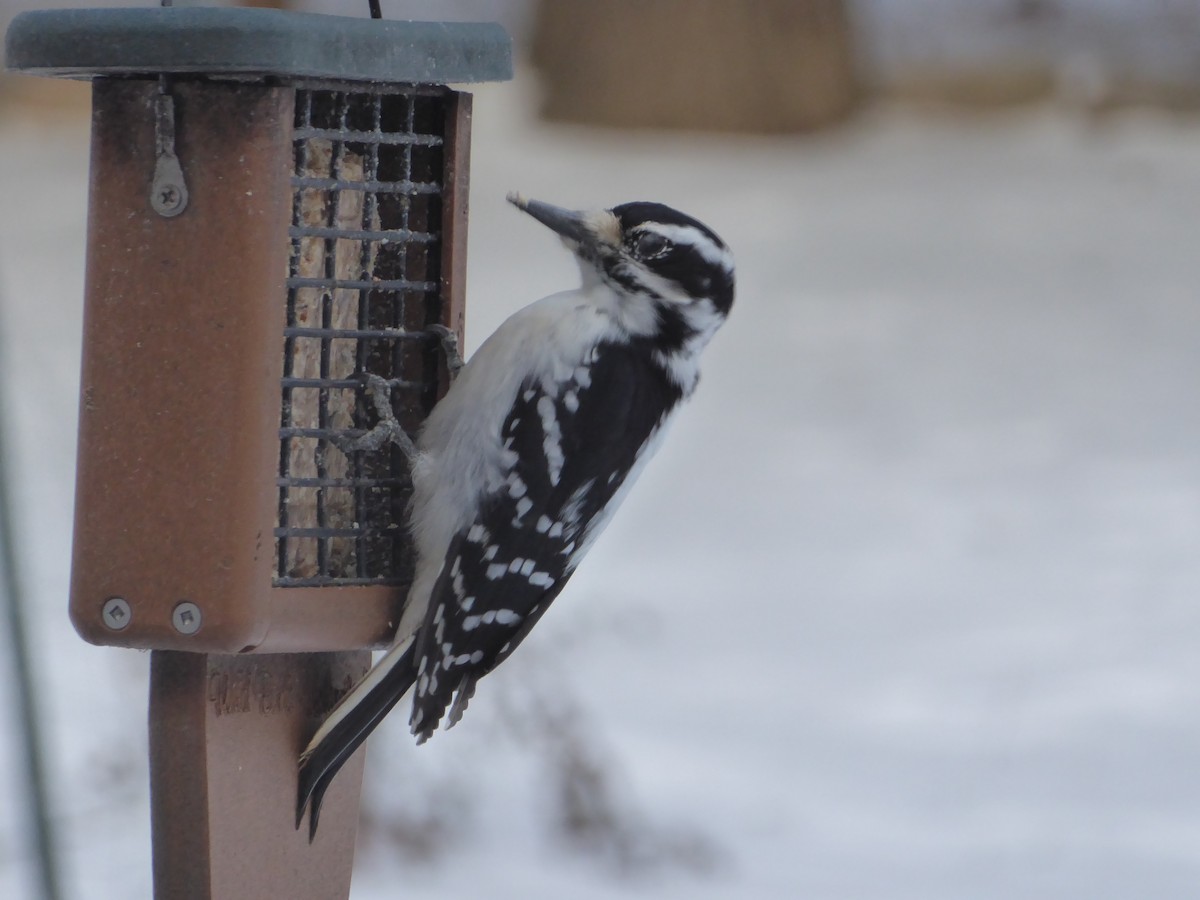 Downy Woodpecker - Bill Liebl