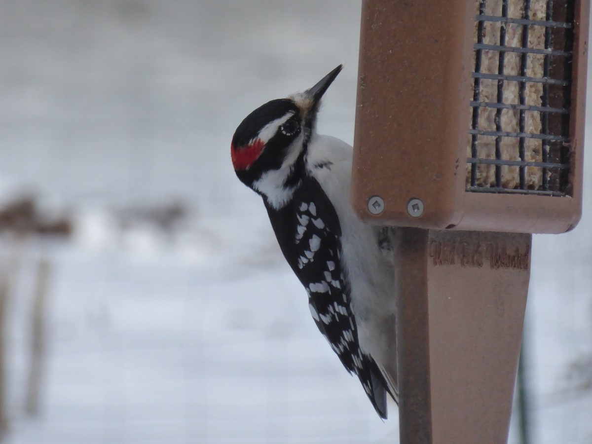 Hairy Woodpecker - ML613689851