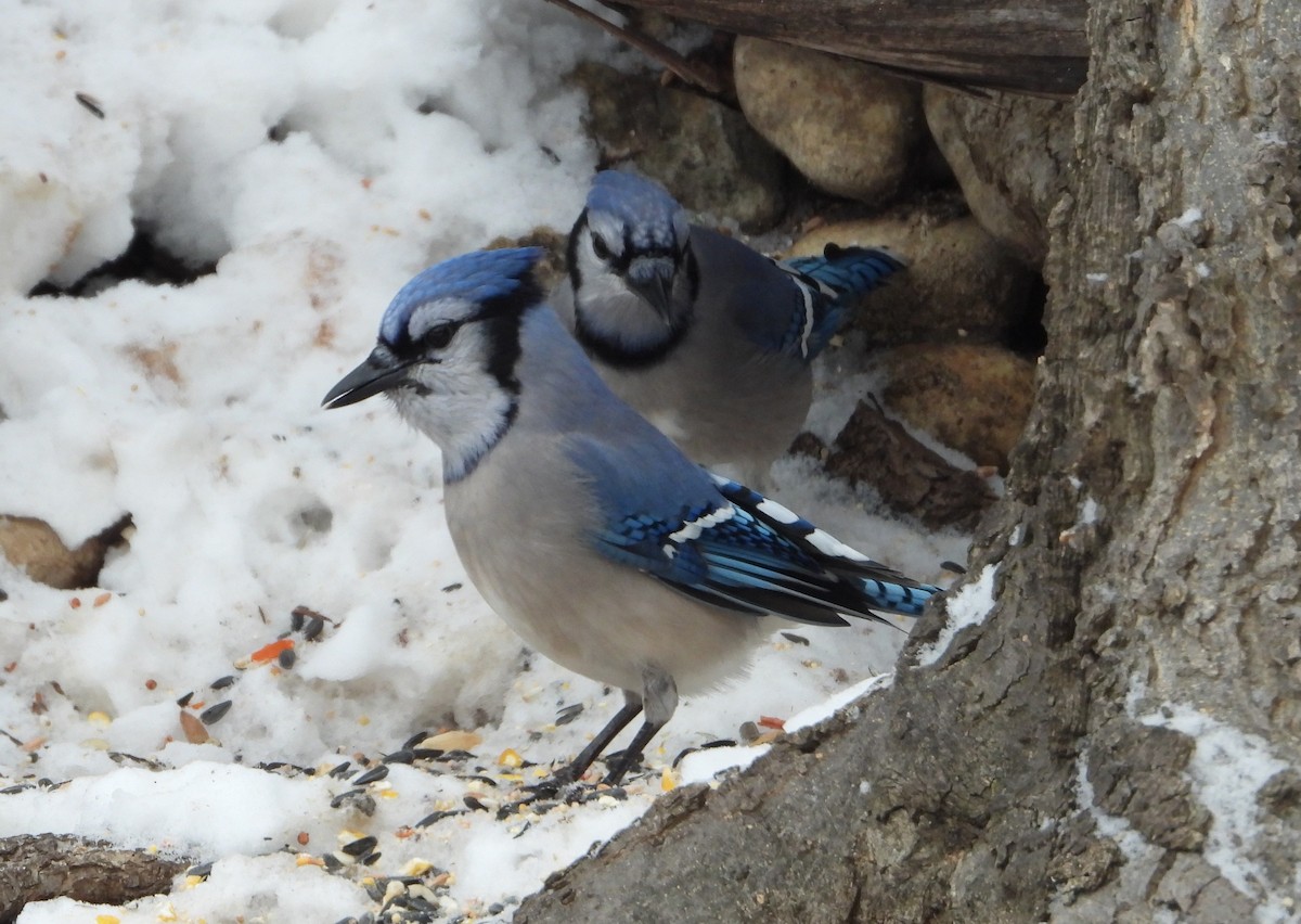 Blue Jay - ML613689865