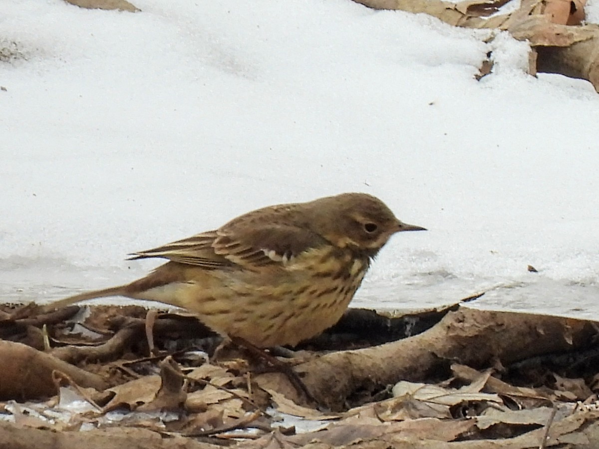 American Pipit - ML613689921