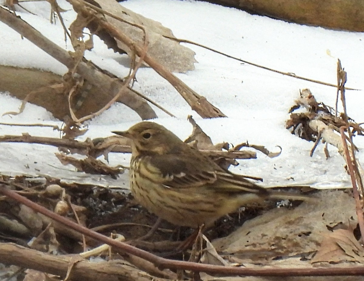 American Pipit - ML613689923