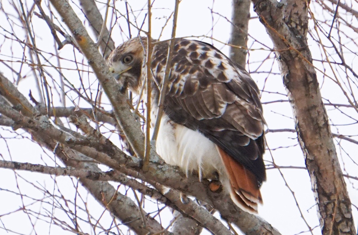 Red-tailed Hawk (borealis) - Marcia Dunham