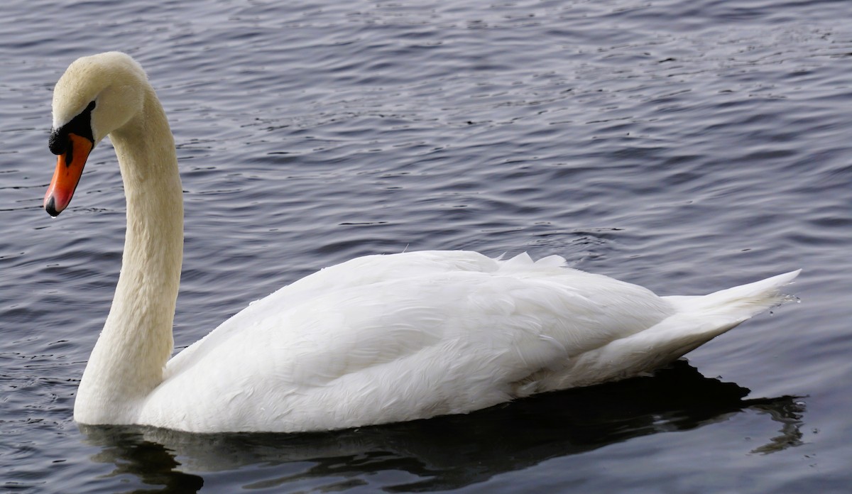 Mute Swan - ML613689995