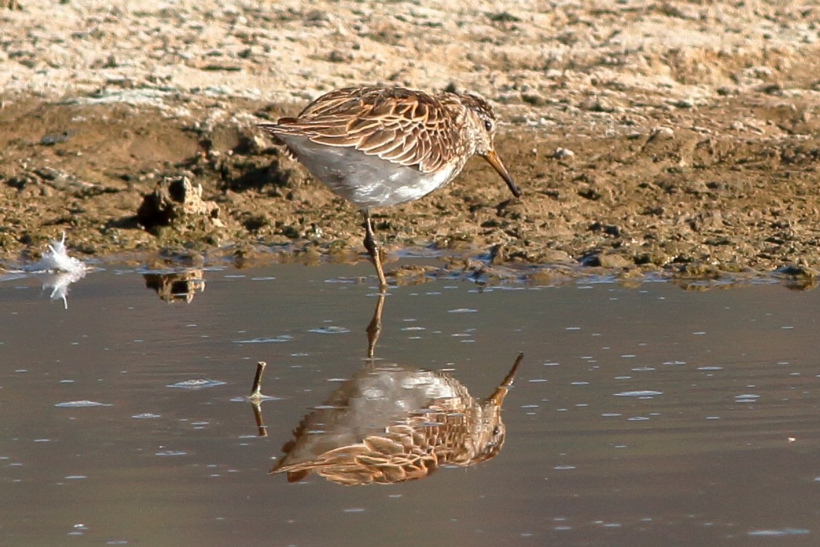 Pectoral Sandpiper - ML61369001