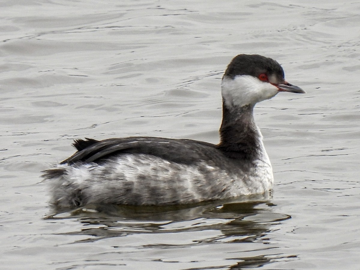 Horned Grebe - ML613690026