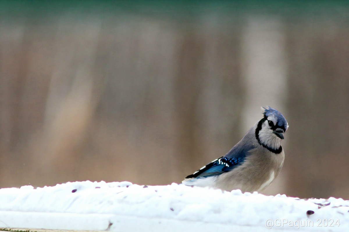 Blue Jay - Guy Paquin