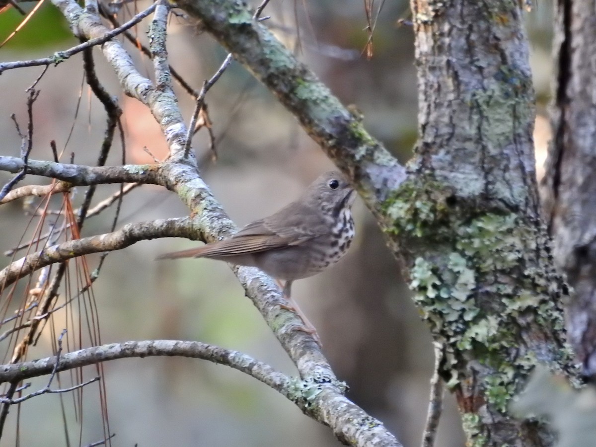 Hermit Thrush - ML613690058