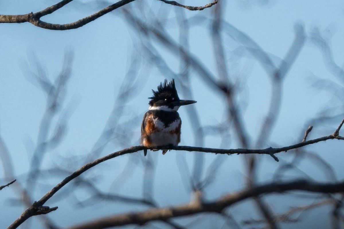 Belted Kingfisher - ML613690060