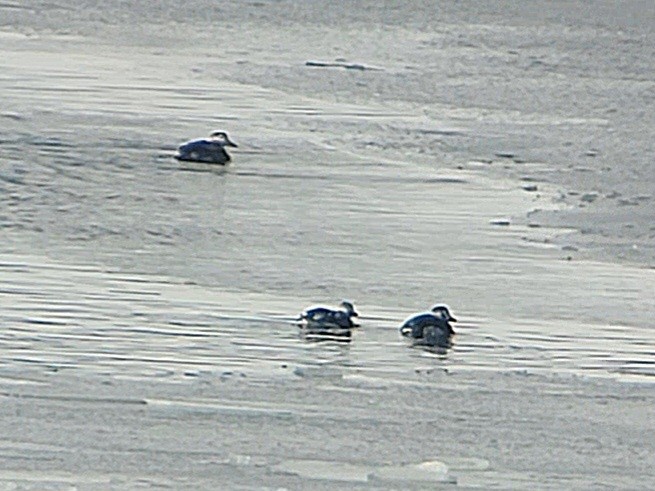 Long-tailed Duck - Weston Smith