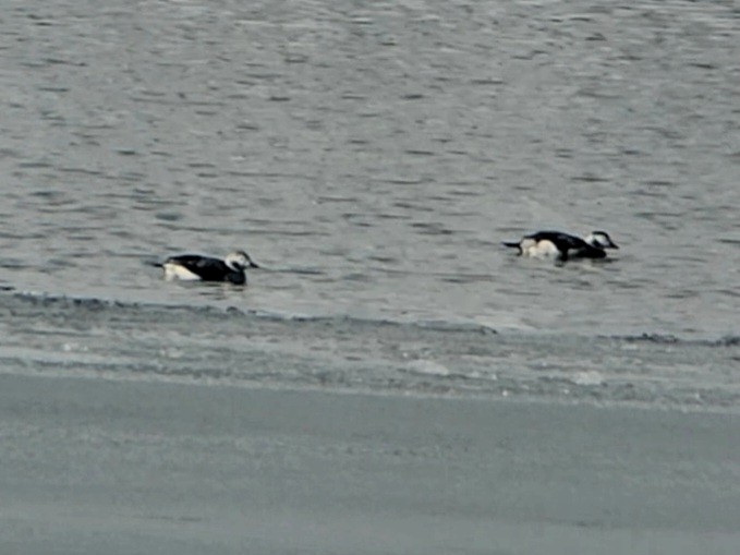 Long-tailed Duck - Weston Smith