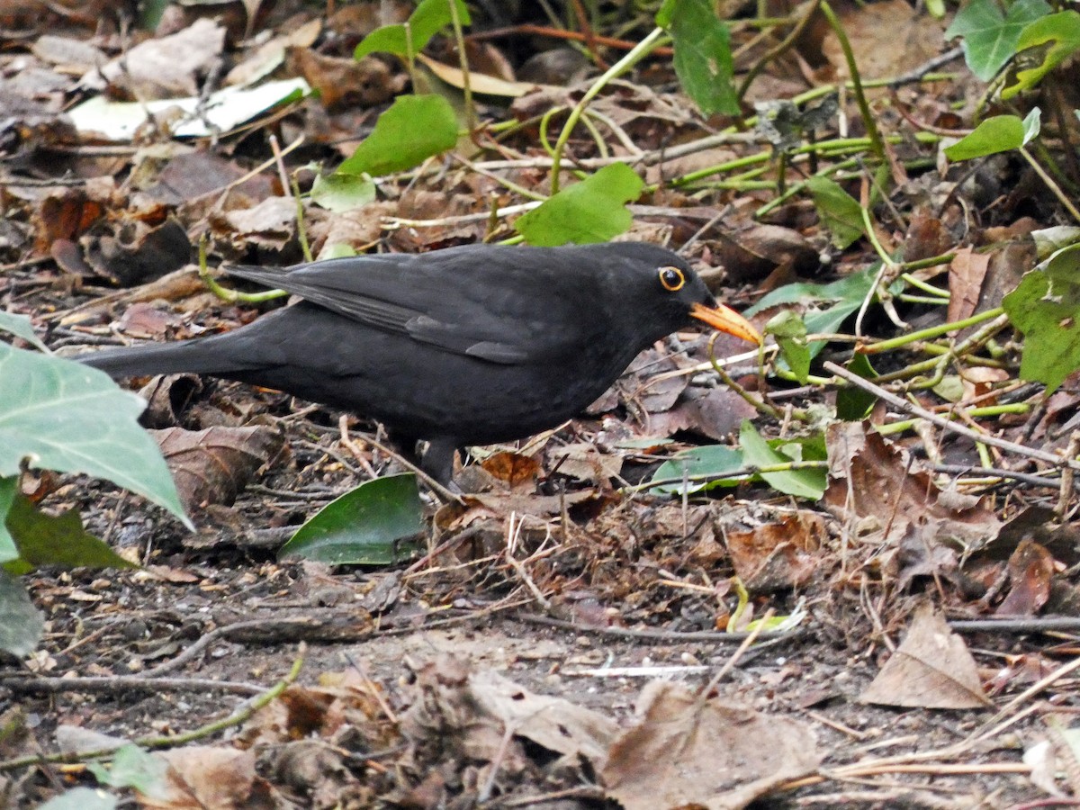 Eurasian Blackbird - ML613690084