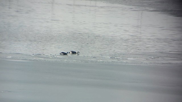 Long-tailed Duck - ML613690087