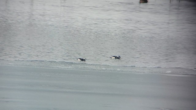 Long-tailed Duck - ML613690088