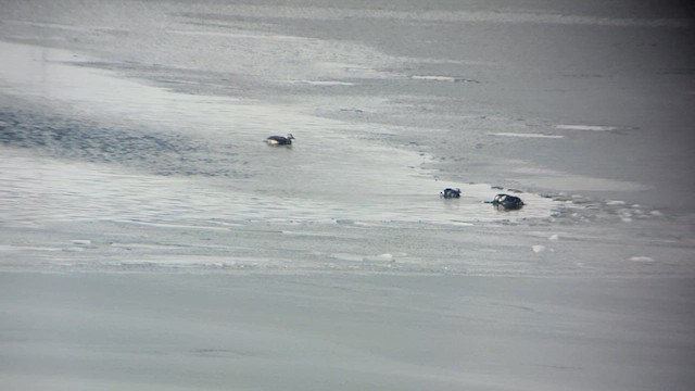 Long-tailed Duck - ML613690089