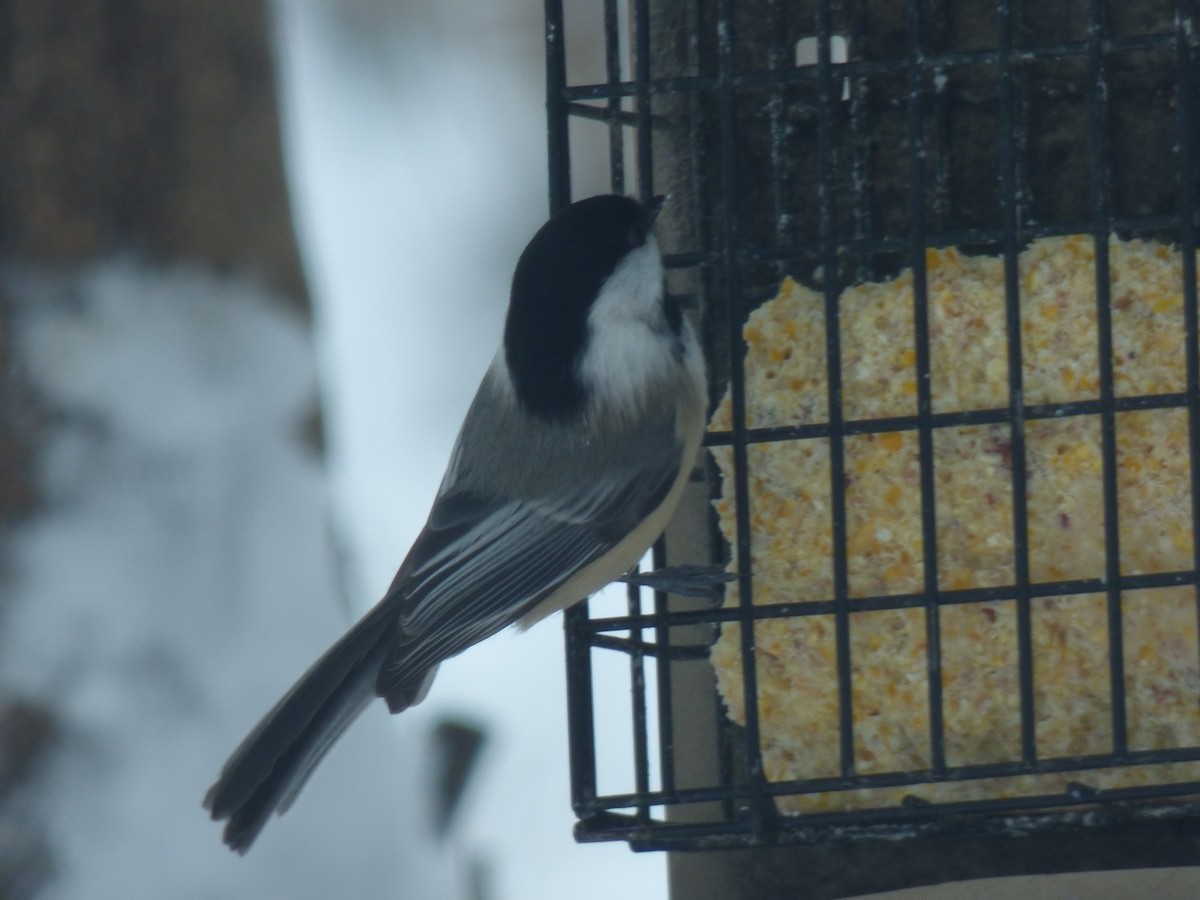 Black-capped Chickadee - ML613690139