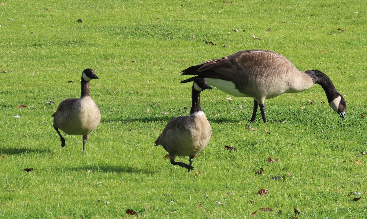 Cackling Goose - ML613690164