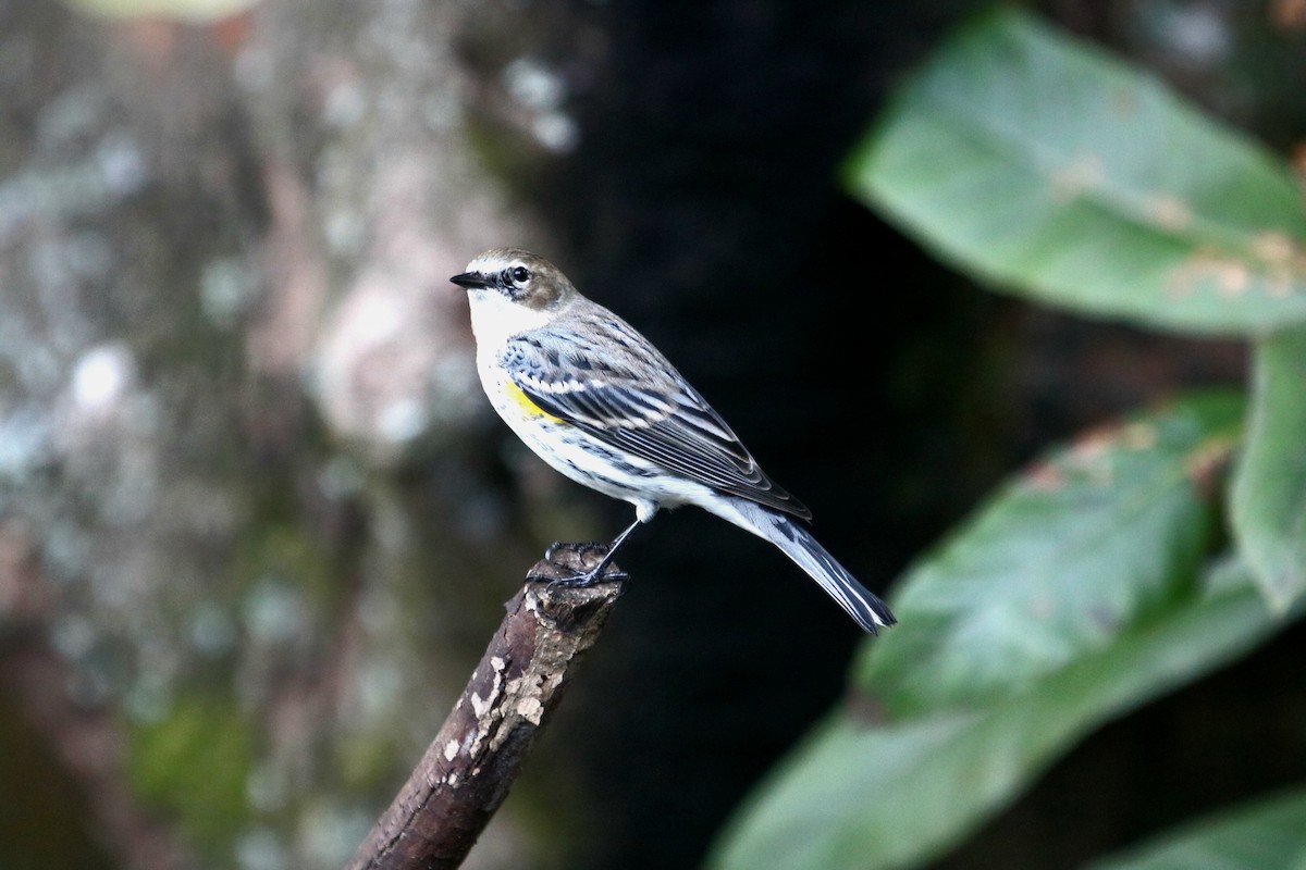 Yellow-rumped Warbler - Philip Andescavage