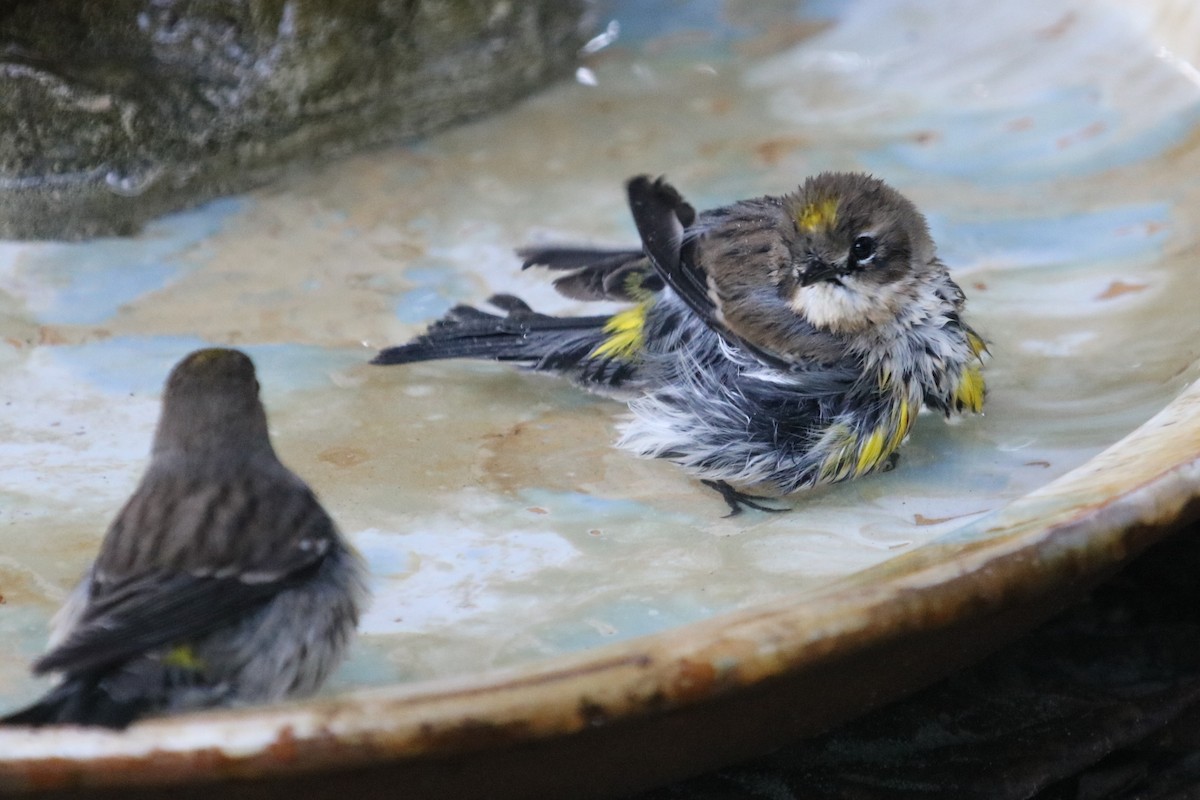 Yellow-rumped Warbler - Philip Andescavage