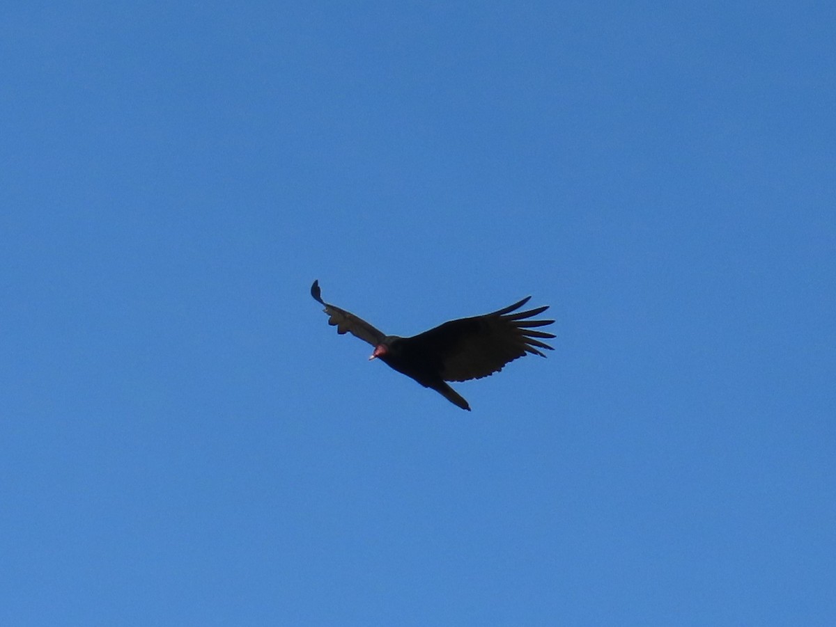 Turkey Vulture - Bob Hargis