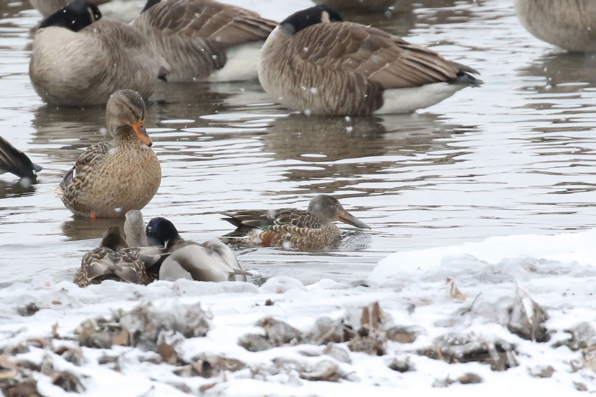 Canard souchet - ML613690273