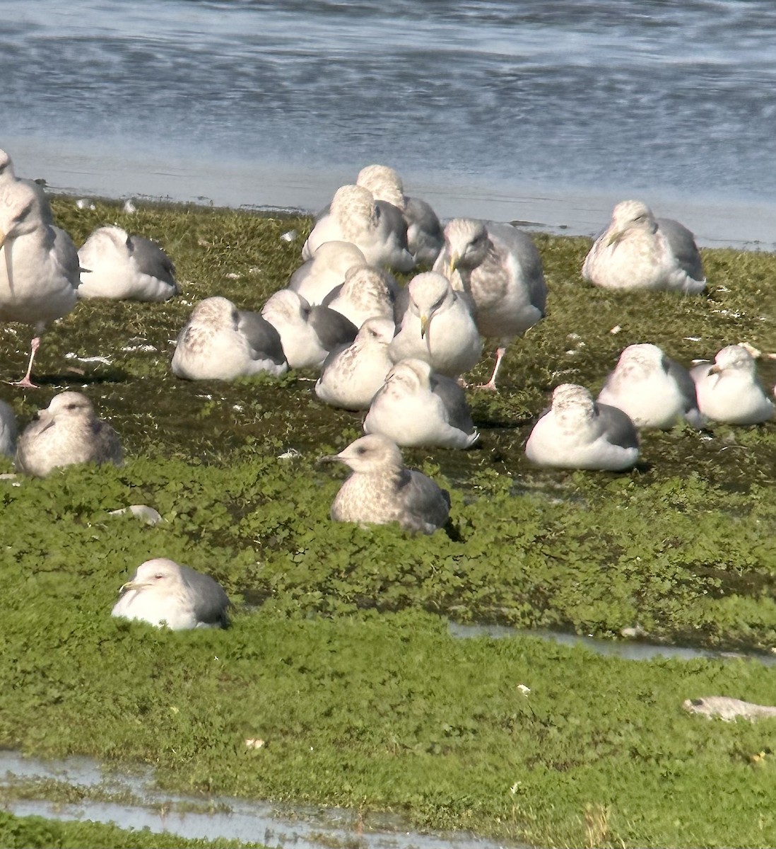 Iceland Gull (Thayer's) - ML613690441