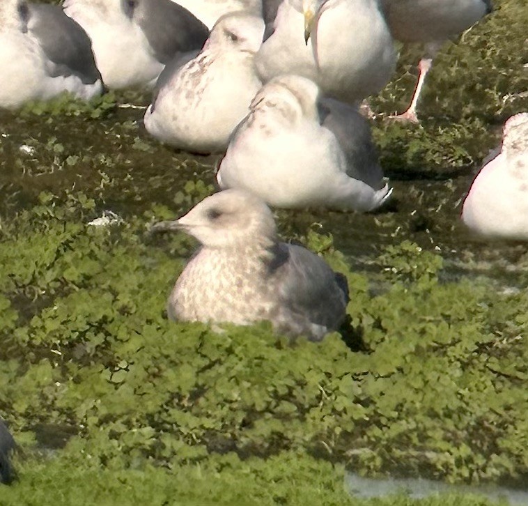 Iceland Gull (Thayer's) - ML613690442