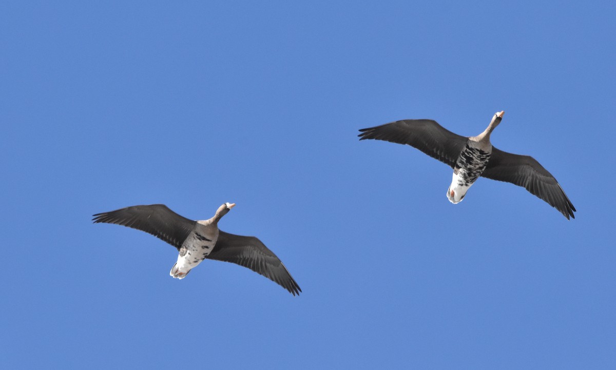 Greater White-fronted Goose - ML613690448