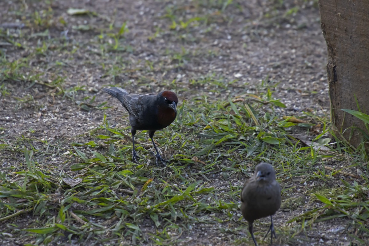 Chestnut-capped Blackbird - Antonio Rodriguez-Sinovas