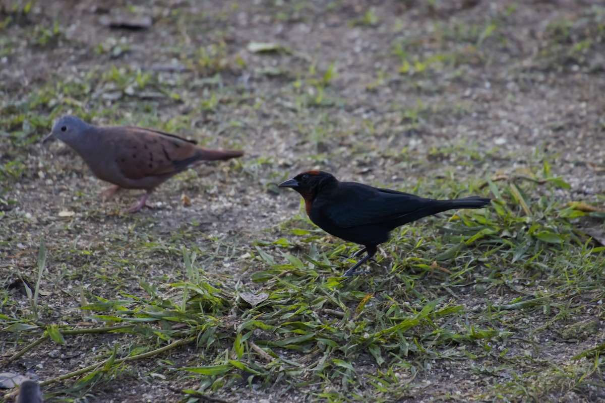 Chestnut-capped Blackbird - Antonio Rodriguez-Sinovas