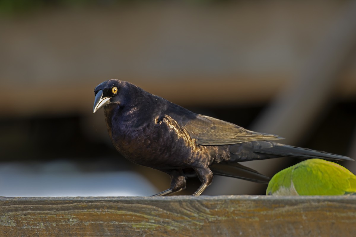 Giant Cowbird - ML613690463