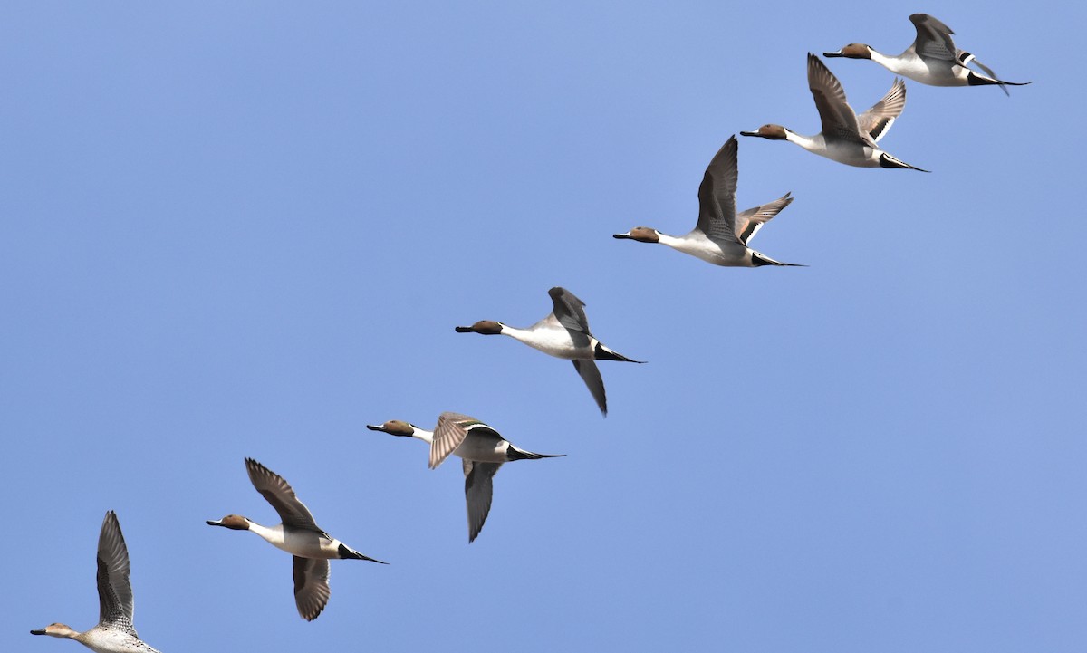 Northern Pintail - ML613690501