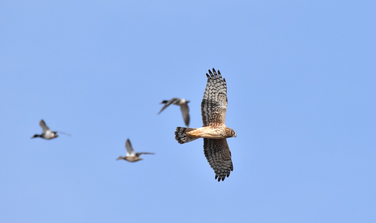 Northern Harrier - ML613690519