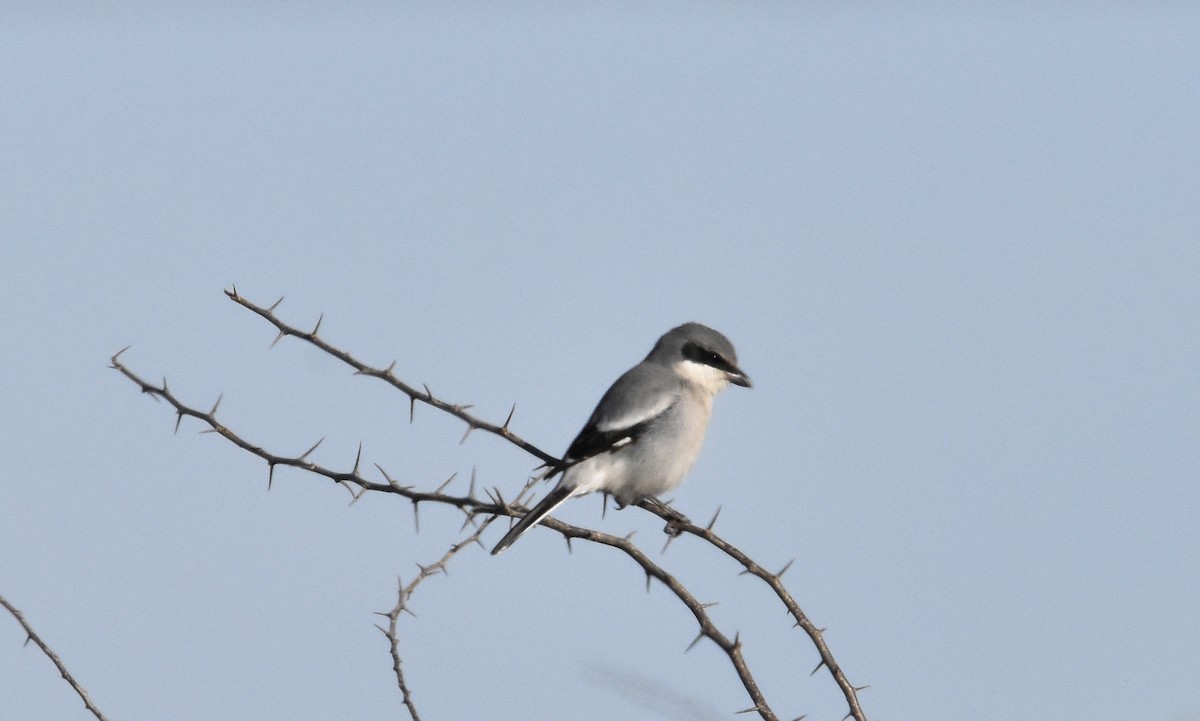 Loggerhead Shrike - ML613690532