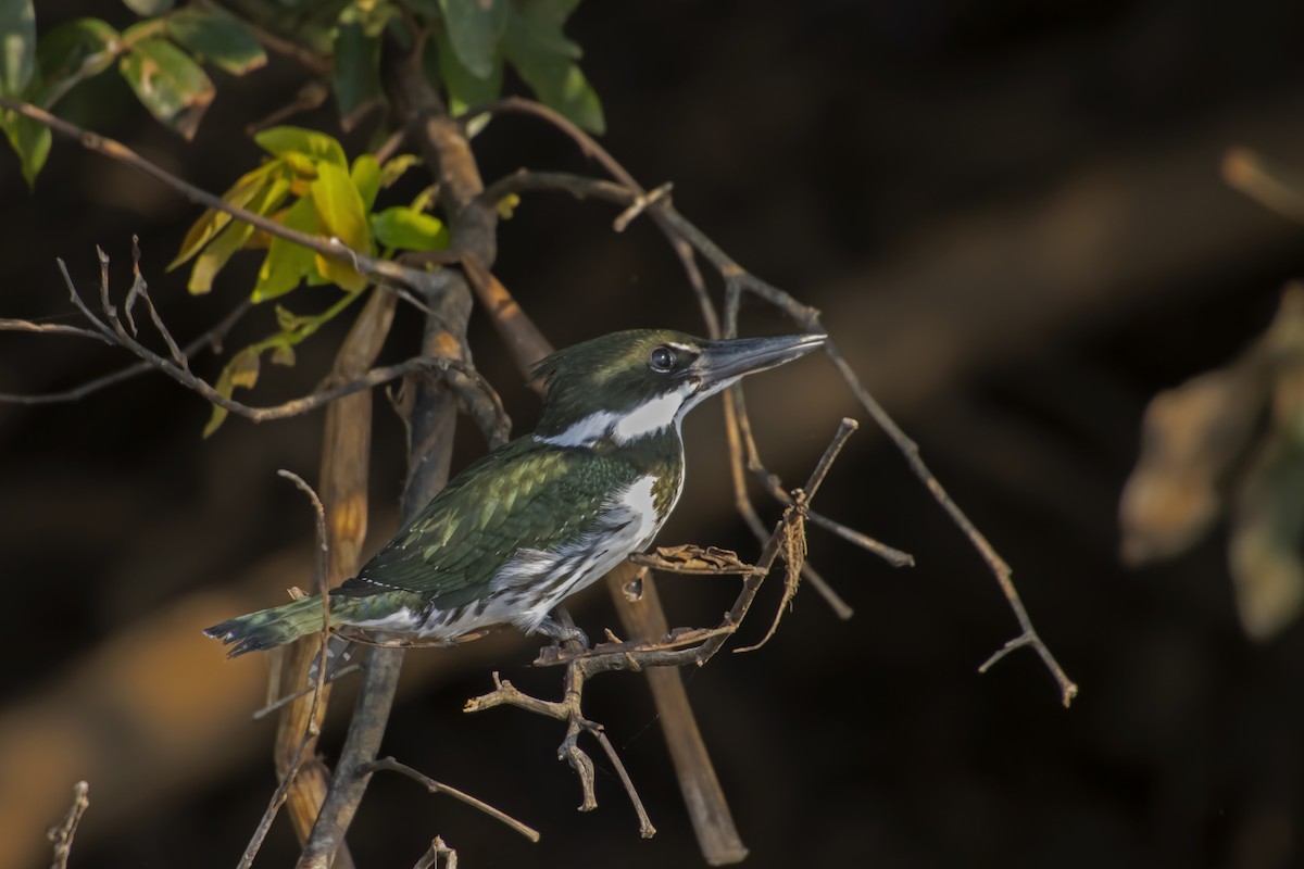 Amazon Kingfisher - Antonio Rodriguez-Sinovas