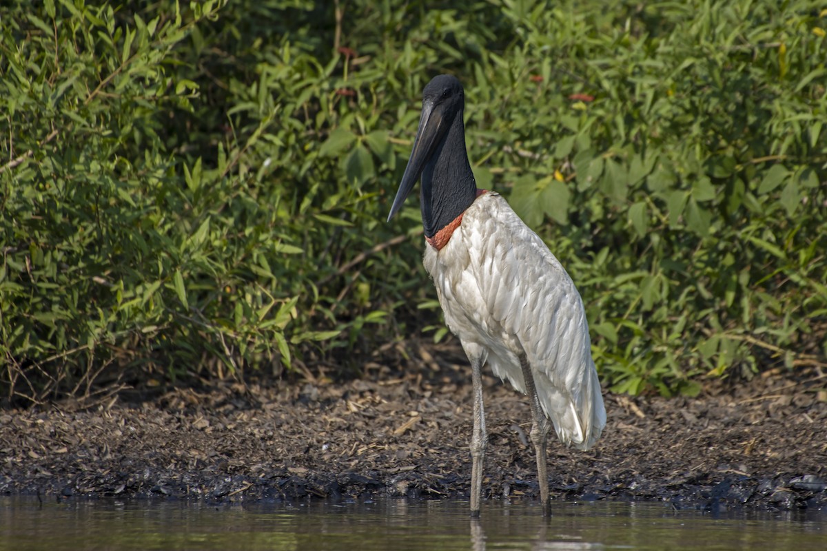 Jabiru - Antonio Rodriguez-Sinovas