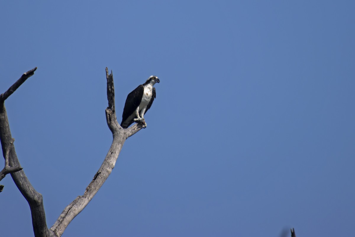 Osprey - Antonio Rodriguez-Sinovas