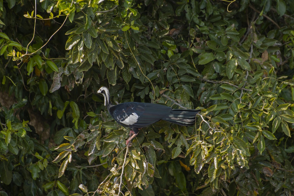 White-throated Piping-Guan - Antonio Rodriguez-Sinovas