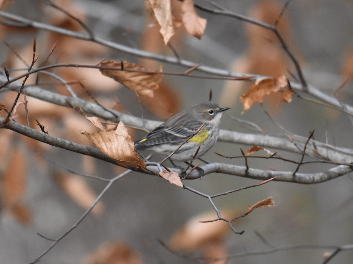 Yellow-rumped Warbler - ML613690633